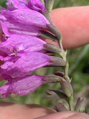 Physostegia pulchella