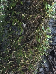 Bulbophyllum exiguum