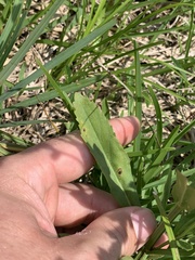 Physostegia pulchella