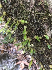 Bulbophyllum exiguum