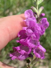 Physostegia pulchella