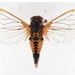 River Ambertail - Photo (c) david emery, some rights reserved (CC BY-NC), uploaded by david emery