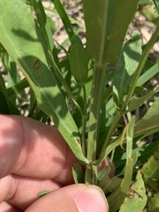 Physostegia pulchella