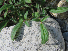 Phacelia leptosepala
