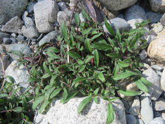 Phacelia leptosepala