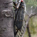 Redeye Cicada - Photo (c) david emery, some rights reserved (CC BY-NC), uploaded by david emery