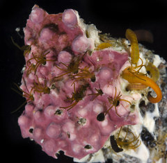 Dodecaceria concharum