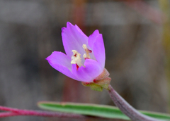 Clarkia franciscana