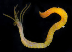 Dodecaceria concharum