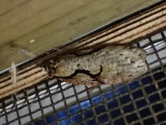Semioscopis packardella