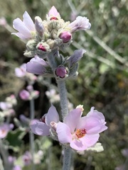 Malacothamnus arcuatus
