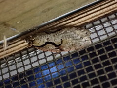 Semioscopis packardella