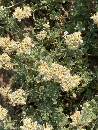 Nitraria sibirica (Nitraria sibirica)
