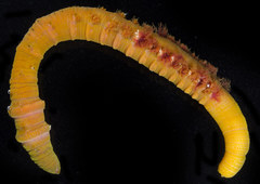 Abarenicola