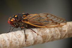 Macrotristria angularis