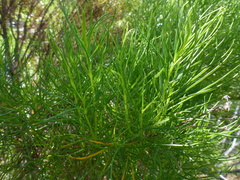 Senecio flaccidus douglasii