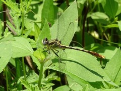 Arigomphus lentulus