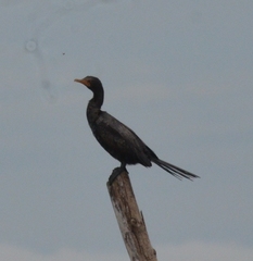 Microcarbo africanus