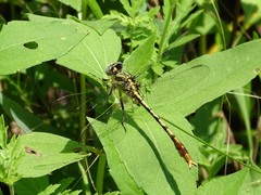 Arigomphus lentulus