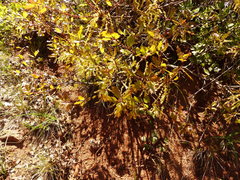 Quercus garryana breweri