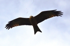 Milvus migrans parasitus