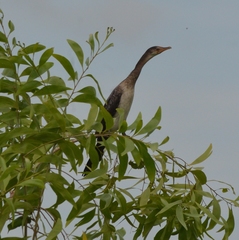 Microcarbo africanus