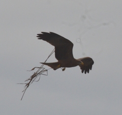 Milvus migrans parasitus