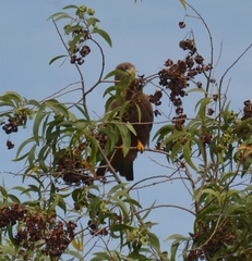 Milvus migrans parasitus