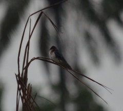 Hirundo rustica