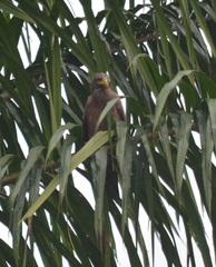 Milvus migrans parasitus