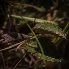 Alepidea pusilla