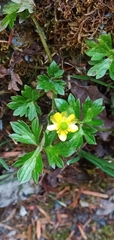 Ranunculus formosa-montanus