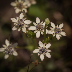 Alepidea pusilla
