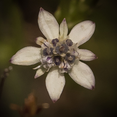 Alepidea pusilla