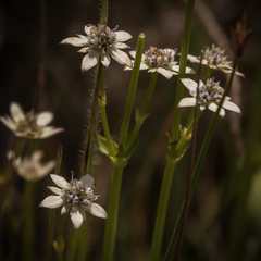 Alepidea pusilla