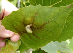 Pemphigus longicornis