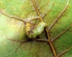 Pemphigus longicornis