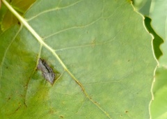 Pemphigus longicornis