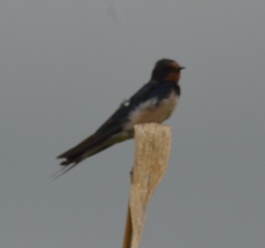 Hirundo rustica