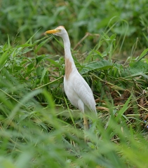 Bubulcus ibis