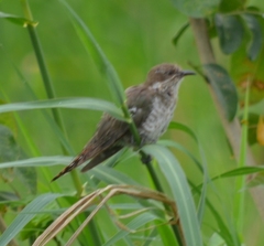 Chrysococcyx caprius