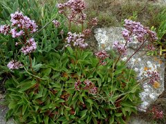 Limonium nydeggeri