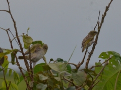 Ploceus cucullatus