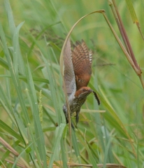 Chrysococcyx caprius