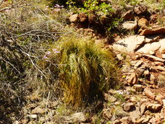 Xerophyllum tenax