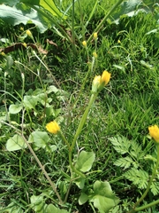 Lapsanastrum apogonoides