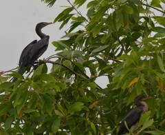 Microcarbo africanus