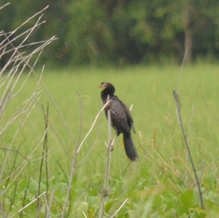 Microcarbo africanus