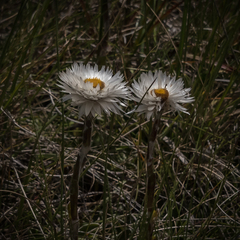 Helichrysum marginatum