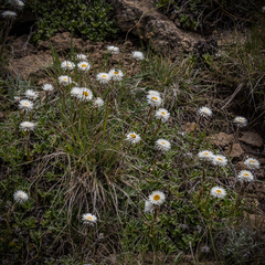 Helichrysum marginatum